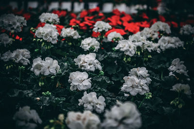 Close-up of white flowering plants