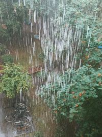 Full frame shot of wet trees during rainy season