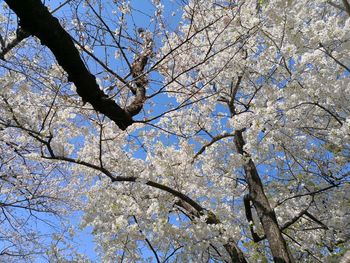 Low angle view of apple blossoms in spring