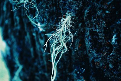Close-up of tree trunk against sea