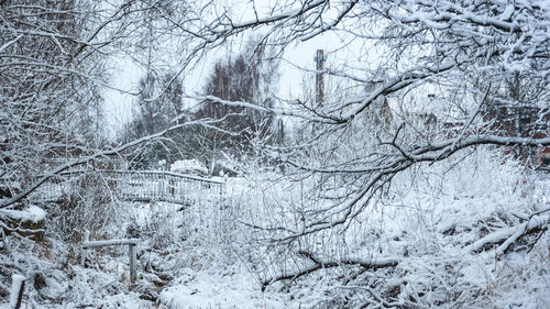 Bare trees on snow covered landscape