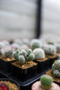 Close-up of succulent plant