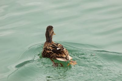 High angle view of mallard duck swimming on lake