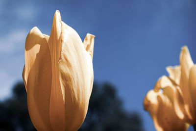 Close-up of orange flower