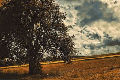 Trees on field against cloudy sky