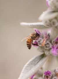 Close-up of bee on flower