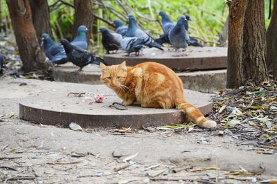 View of a cat and birds on land