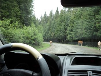 Cropped image of car on road