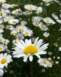 Close-up of daisy flowers