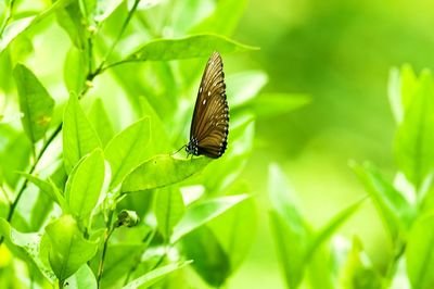 Butterfly on leaf
