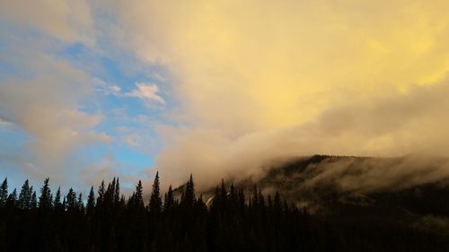 Low angle view of silhouette trees against sky during sunset
