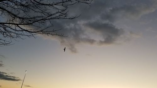 Low angle view of silhouette birds flying against sky