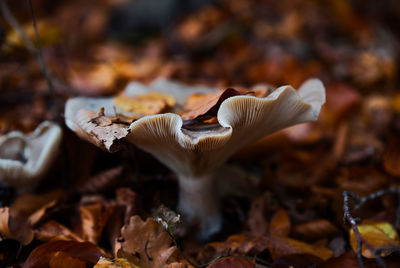 Close-up of mushroom growing on field during autumn