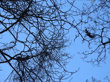 Low angle view of bare tree against the sky