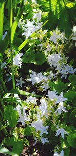 Close-up of white flowering plant leaves