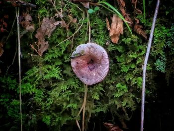 Close-up of plant in forest