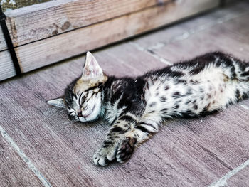 High angle view of cat resting on floor