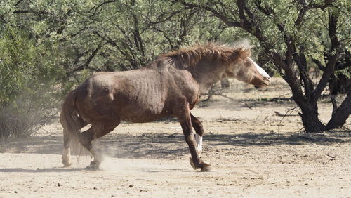 Side view of horse running on field