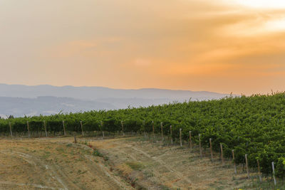 Scenic view of vineyard against sky during sunset