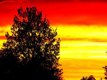 Silhouette of trees at sunset