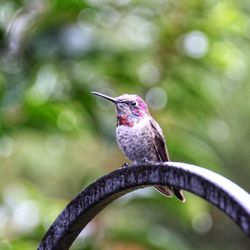 Close-up of bird perching on branch