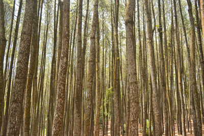 Low angle view of bamboo trees in forest