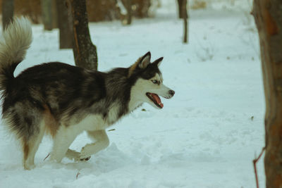 Dog on snow covered land