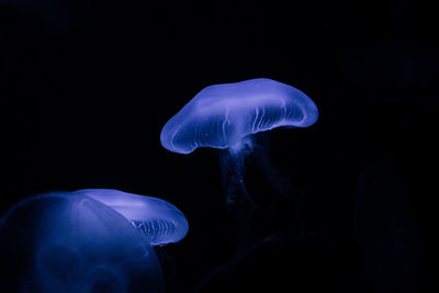 jellyfish