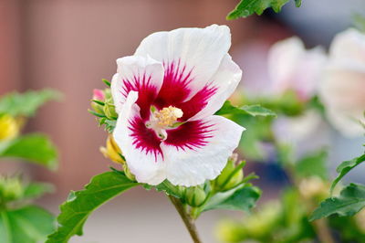 Close-up of flowering plant