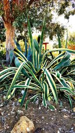 Close-up of plants