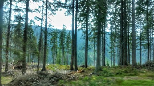 Pine trees in forest