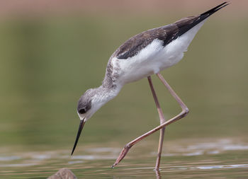 Close-up of gray heron in water
