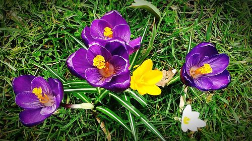 Close-up of purple crocus flowers