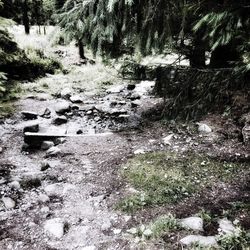 Trees growing in forest