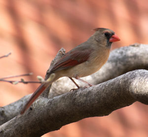 Close-up of bird perching on branch