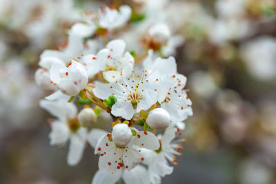 Close-up of white cherry blossom tree