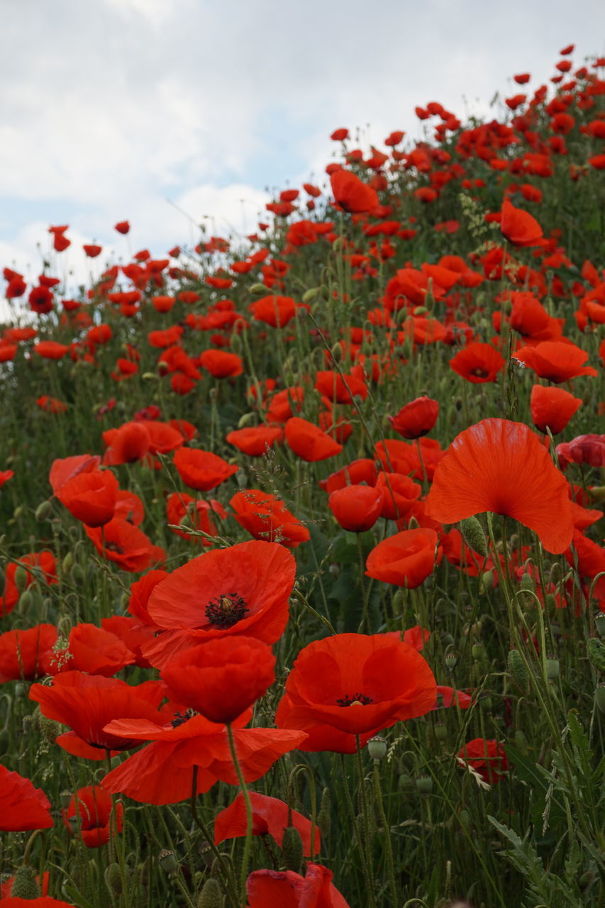 CLOSE-UP OF RED POPPY FLOWERS ON FIELD AGAINST SKY