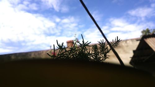 Close-up of grass against cloudy sky