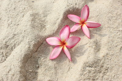 Close-up of pink frangipani on sand