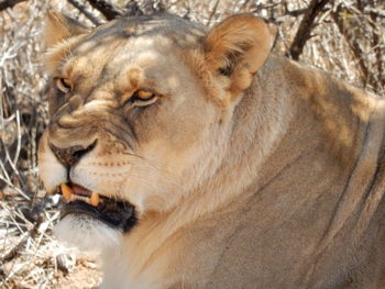 Close-up of lion