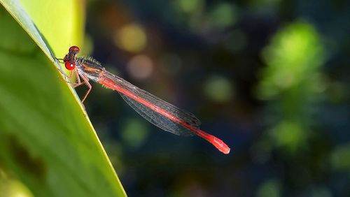 Close-up of insect on plant