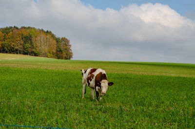 Cows in a field