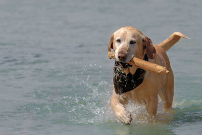 Portrait of dog in water