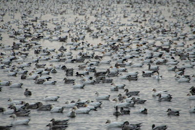 High angle view of birds on beach