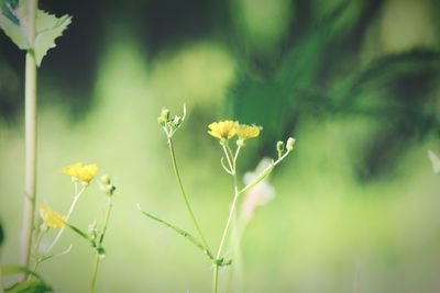 Close-up of yellow flowers blooming outdoors