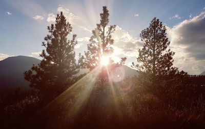 Low angle view of trees against sky during sunset