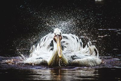 Pelican shaking on water