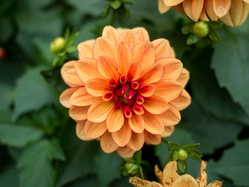 Close-up of orange flower
