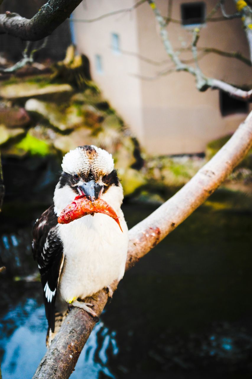 focus on foreground, animal themes, close-up, one animal, bird, animals in the wild, day, wildlife, outdoors, perching, branch, nature, selective focus, two animals, no people, tree, rope, animal head, white color, holding