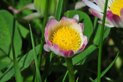 Close-up of yellow flower